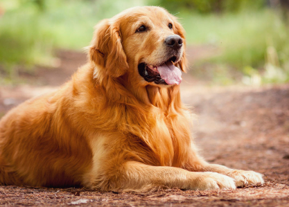 Dog Quiz